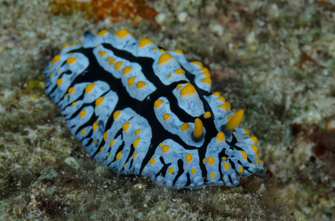 Phyllidia varicosa TG_406_71.jpg