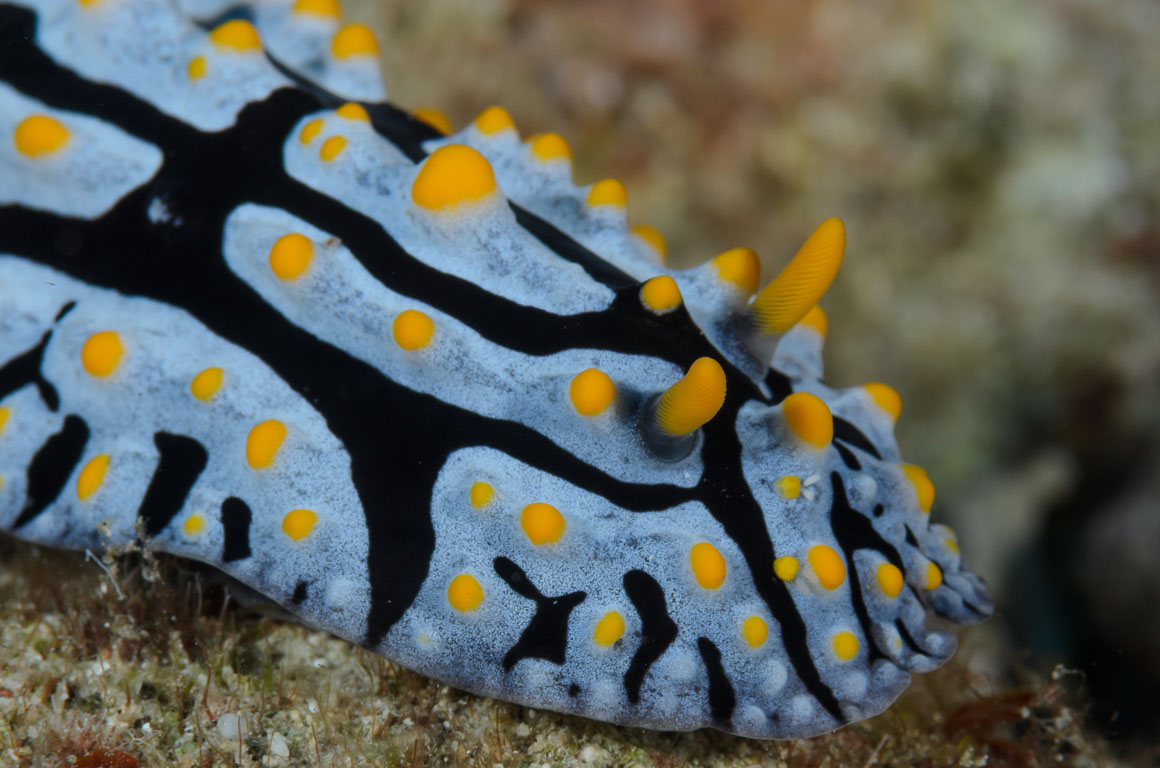 Phyllidia varicosa TG_406_76.jpg