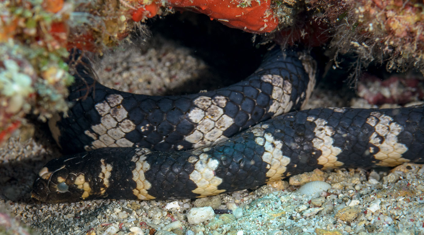 Emydocephalus ijimae TG_407_40.jpg