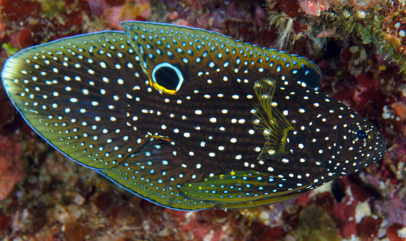 Calloplesiops altivelis TG_407_46.jpg