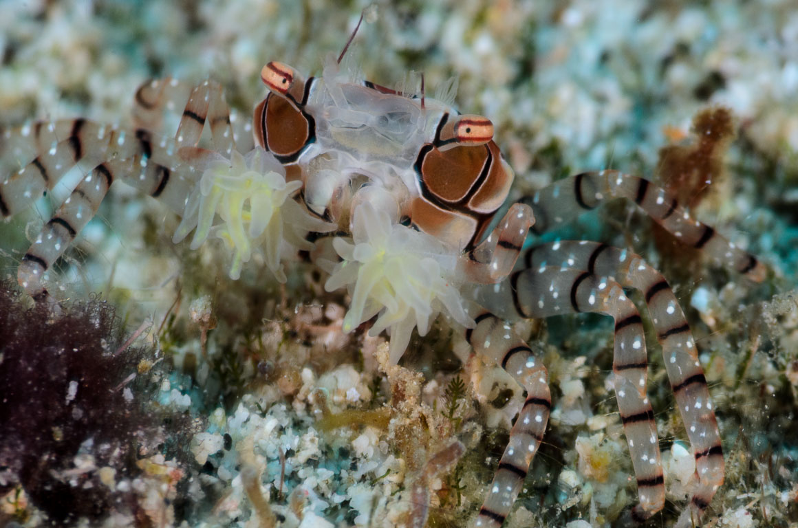 Lybia tesselata TG_407_59.jpg