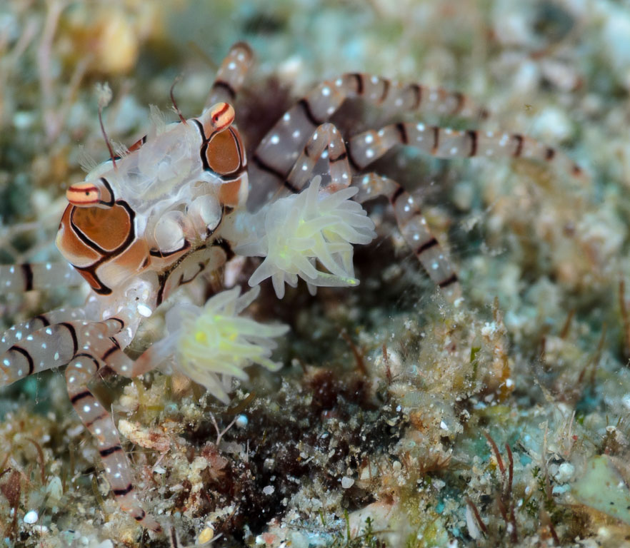 Lybia tesselata TG_407_60.jpg