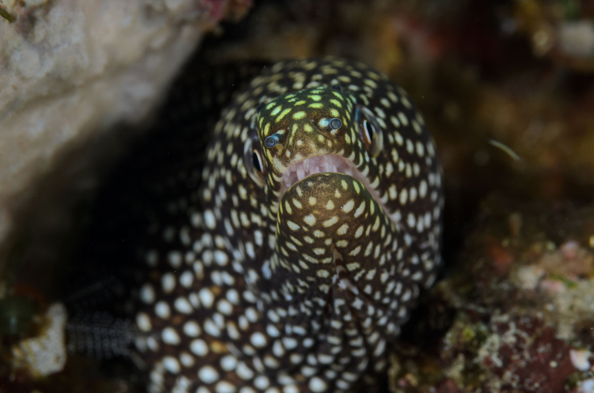 Gymnothorax meleagris TG_407_78.jpg