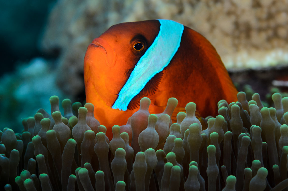 Amphiprion frenatus TG_407_81.jpg