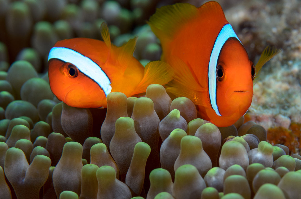 Amphiprion frenatus TG_407_84.jpg